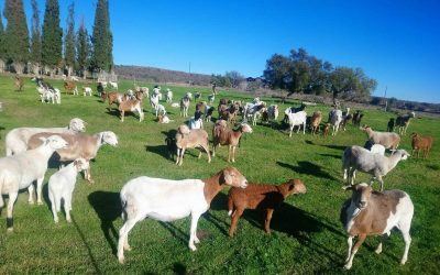 A uniquely Karoo experience to share with family and friends on a working Karoo sheep farming enterprise